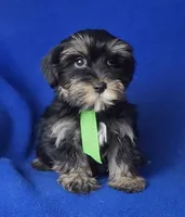 Teddy, a male Morkie for sale in Jackson, TN – 9 of 10