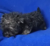 Lyla , a female Yorkipoo for sale in Jackson, TN – 10 of 10