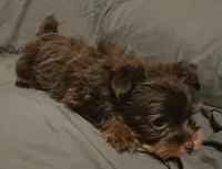 Chocolate Nash, a male Yorkshire Terrier for sale in Jackson, TN – 6 of 9