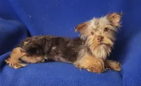 Chocolate Driscoll, a male Yorkshire Terrier for sale in Jackson, TN – 5 of 10