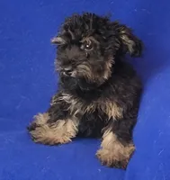 Gavin, a male Schnoodle for sale in Jackson, TN – 7 of 10