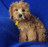Rosie, a female Cockapoo for sale in Jackson, TN – 4 of 10