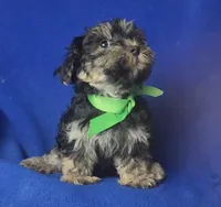 Teo, a male Morkie for sale in Jackson, TN – 8 of 10