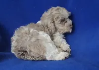 Chocolate Merle Chester , a male Cockapoo for sale in Jackson, TN – 5 of 10