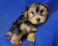 Georgia, a female Yorkshire Terrier for sale in Jackson, TN – 2 of 10