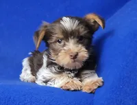 Liver Dash, a male Yorkshire Terrier for sale in Jackson, TN – Photo 5 of 10