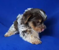 Liver Dash, a male Yorkshire Terrier for sale in Jackson, TN – Photo 4 of 10