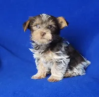 Liver Dash, a male Yorkshire Terrier for sale in Jackson, TN – Photo 9 of 10
