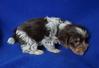 Liver Dash, a male Yorkshire Terrier for sale in Jackson, TN – Photo 2 of 10