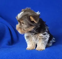 Liver Dash, a male Yorkshire Terrier for sale in Jackson, TN – Photo 8 of 10