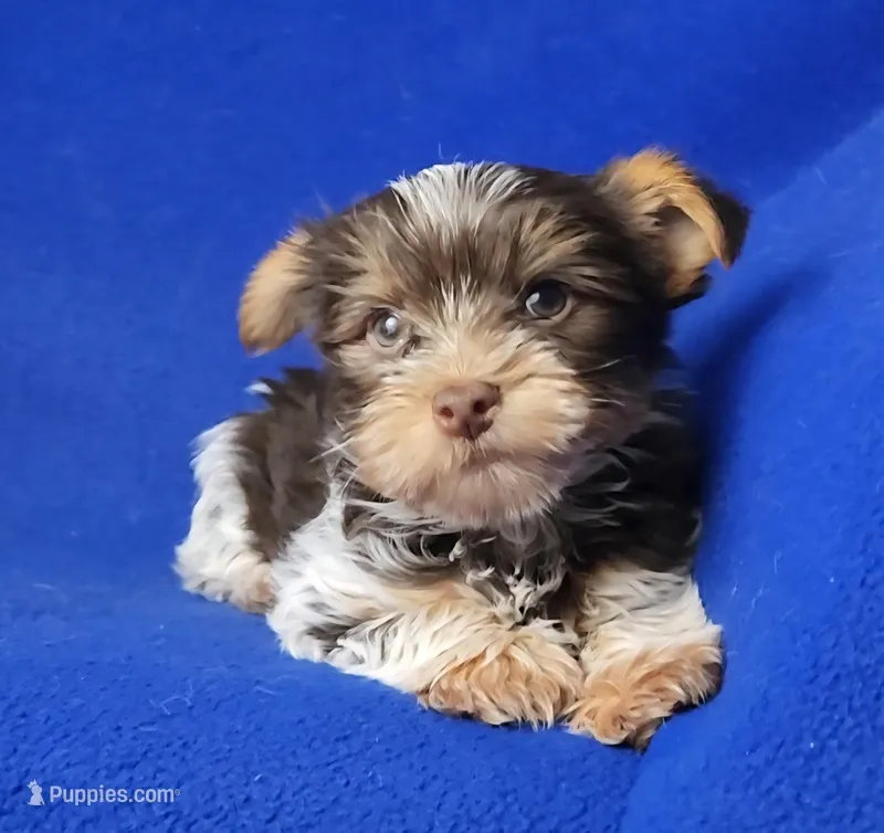 Liver Dash – Yorkshire Terrier puppy for sale in Jackson, TN