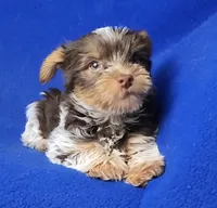 Liver Dash, a male Yorkshire Terrier for sale in Jackson, TN – Photo 7 of 10