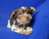 Liver Dash, a male Yorkshire Terrier for sale in Jackson, TN – Photo 3 of 10