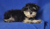 Gregory , a male Schnoodle for sale in Jackson, TN – 6 of 10