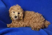 Rosie, a female Cockapoo for sale in Jackson, TN – 2 of 10