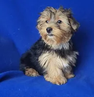 Amelia, a female Morkie for sale in Jackson, TN – 10 of 10