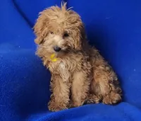 Rosie, a female Cockapoo for sale in Jackson, TN – 9 of 10