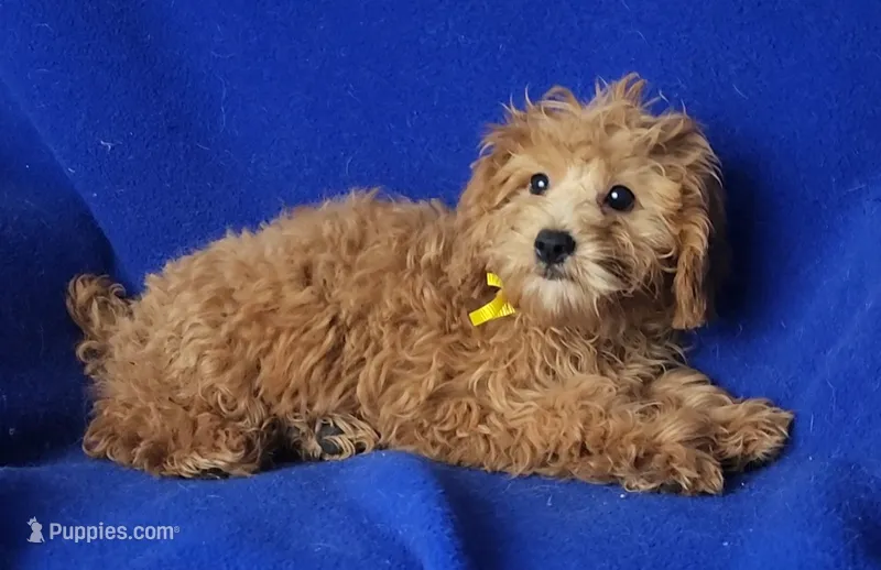 Rosie – Cockapoo puppy for sale in Jackson, TN