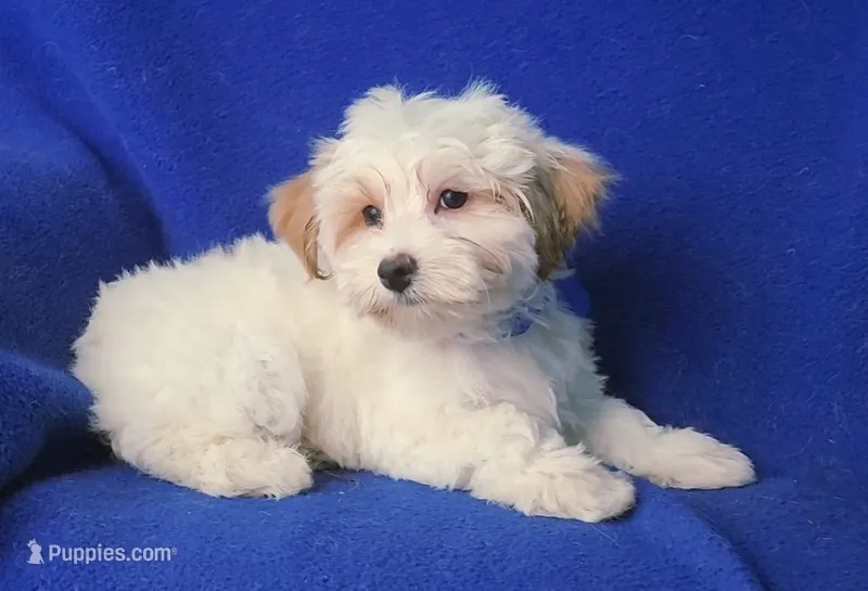 *FLASH SALE* Amara – Morkie puppy for sale in Jackson, TN