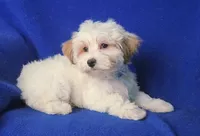 *FLASH SALE* Amara, a female Morkie for sale in Jackson, TN – 5 of 10
