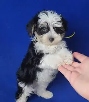 Pilot, a male Yorkipoo for sale in Jackson, TN – 10 of 10