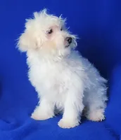 Axel, a male Maltipoo for sale in Jackson, TN – Photo 5 of 10