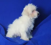 Axel, a male Maltipoo for sale in Jackson, TN – Photo 3 of 10