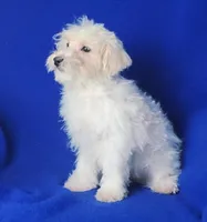Axel, a male Maltipoo for sale in Jackson, TN – Photo 8 of 10