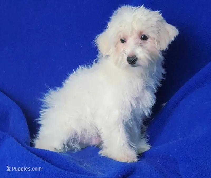 Axel – Maltipoo puppy for sale in Jackson, TN