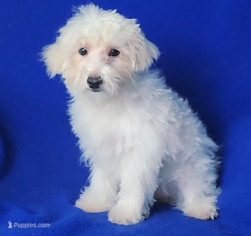 Axel – Maltipoo puppy for sale in Jackson, TN