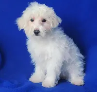 Axel, a male Maltipoo for sale in Jackson, TN – Photo 9 of 10