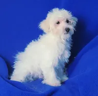 Axel, a male Maltipoo for sale in Jackson, TN – Photo 4 of 10