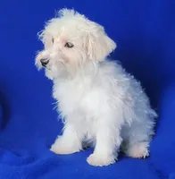 Axel, a male Maltipoo for sale in Jackson, TN – Photo 10 of 10