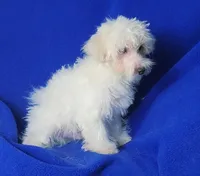 Axel, a male Maltipoo for sale in Jackson, TN – Photo 2 of 10