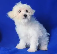 Axel, a male Maltipoo for sale in Jackson, TN – Photo 6 of 10