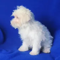 Axel, a male Maltipoo for sale in Jackson, TN – Photo 7 of 10