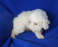Felix, a male Bichpoo for sale in Jackson, TN – 4 of 10