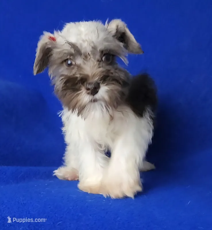 Choco Celine – Miniature Schnauzer puppy for sale in Jackson, TN
