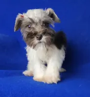 Choco Celine, a female Miniature Schnauzer for sale in Jackson, TN – 1 of 10