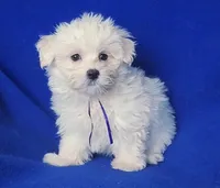 Vivienne , a female Maltipoo for sale in Jackson, TN – Photo 4 of 10