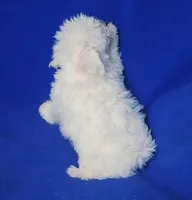 Vivienne , a female Maltipoo for sale in Jackson, TN – Photo 5 of 10