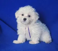 Vivienne , a female Maltipoo for sale in Jackson, TN – Photo 8 of 10