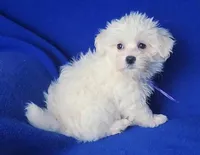 Vivienne , a female Maltipoo for sale in Jackson, TN – Photo 7 of 10