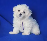 Vivienne , a female Maltipoo for sale in Jackson, TN – Photo 9 of 10