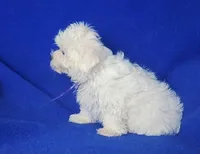 Vivienne , a female Maltipoo for sale in Jackson, TN – Photo 2 of 10