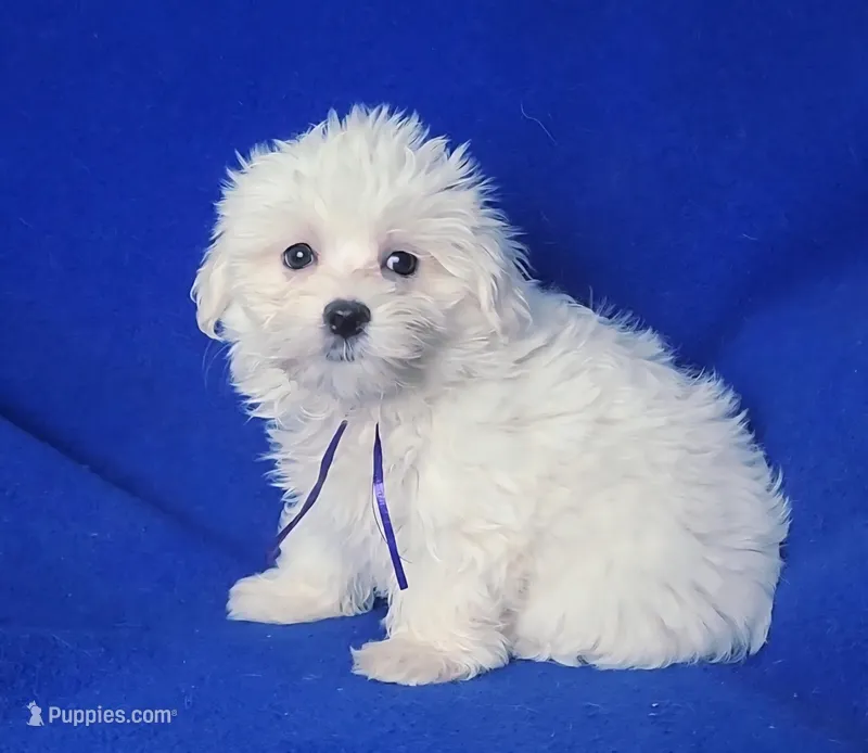 Vivienne  – Maltipoo puppy for sale in Jackson, TN