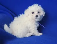 Vivienne , a female Maltipoo for sale in Jackson, TN – Photo 3 of 10