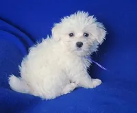 Vivienne , a female Maltipoo for sale in Jackson, TN – Photo 10 of 10