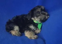 Teo, a male Morkie for sale in Jackson, TN – 9 of 10