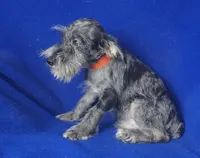Merle Sebastian, a male Miniature Schnauzer for sale in Jackson, TN – 3 of 10